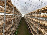 食用菌大棚-菌類溫室-食用菌養植棚