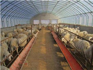 養殖溫室-養殖大棚-畜牧大棚