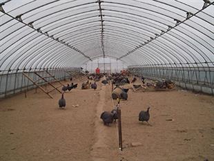 橢圓管大棚-養殖棚