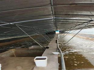 養(yǎng)蝦大棚