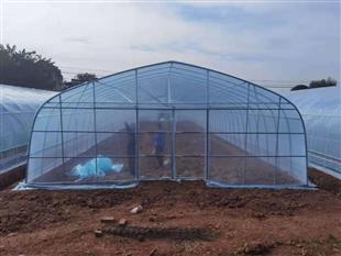 蔬菜種植棚-溫室大棚